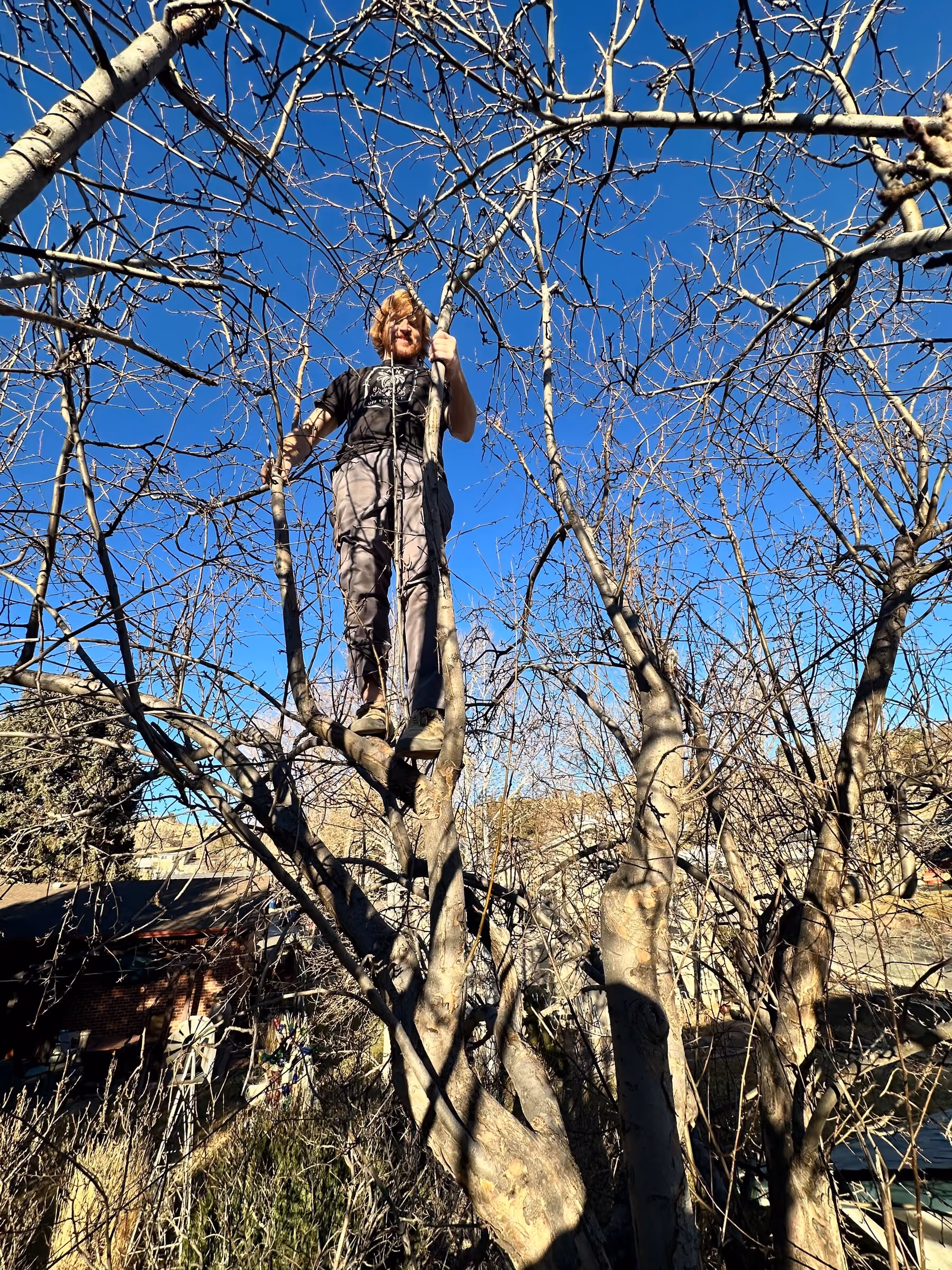 Construction progress with a person in the mature tree above the elevated platform framing