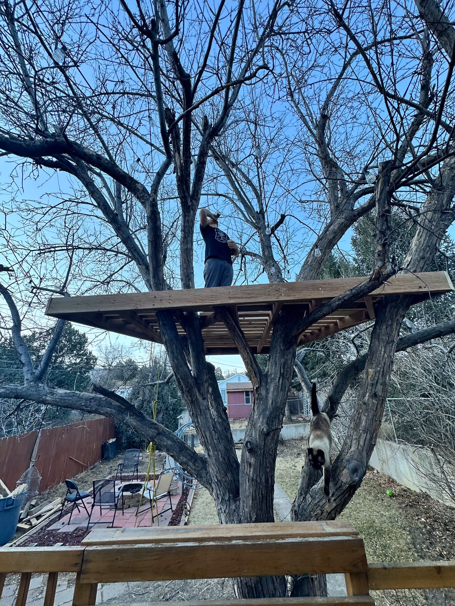 Construction progress around the existing trunk with a person on the tree-house platform