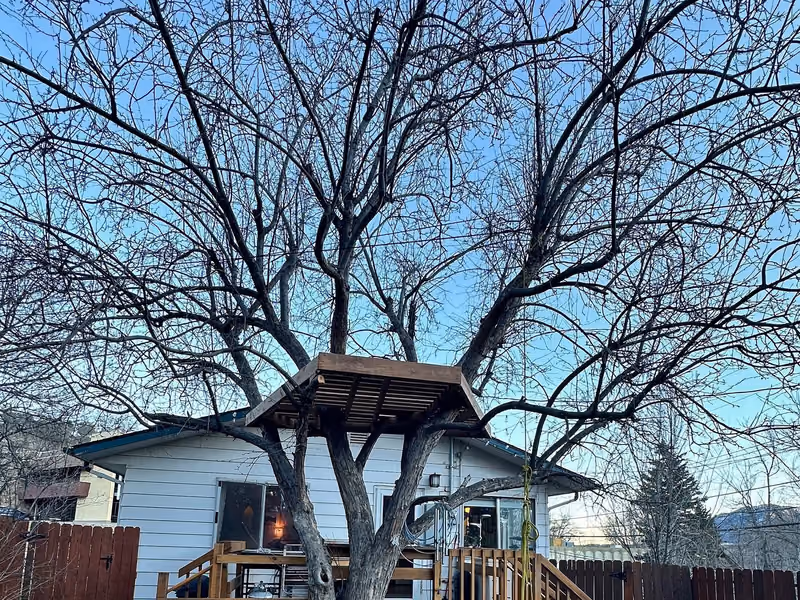 Completed elevated tree-house platform built around a mature tree